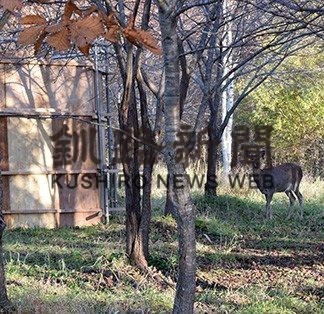 エゾ鹿捕獲事業本格化(2019-10-29)