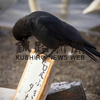 「カラスフォトコンテスト」の表彰式(2019-11-13)