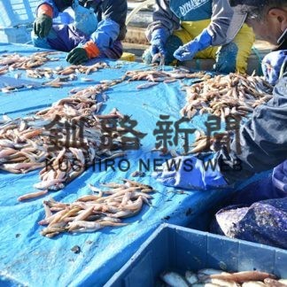 釧路３漁協でシシャモ初水揚げ(2019-11-06)