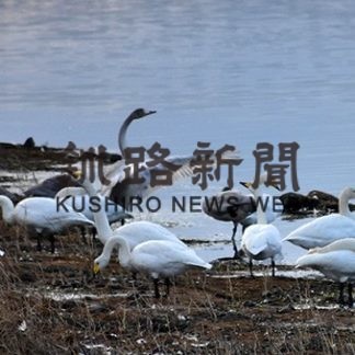 オオハクチョウ調査(2019-11-06)