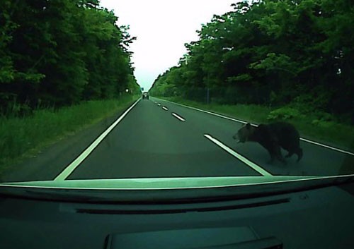 来月4日 ヒグマ講演会(2019-11-21)