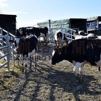新野牧場で乳牛退牧(2019-11-07)