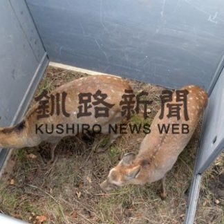 エゾシカ捕獲(2019-11-07)