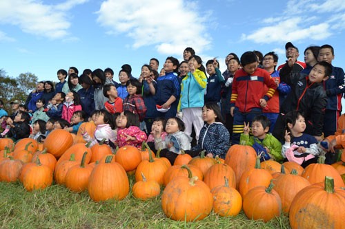 カボチャ480個を収穫(2019-10-24)