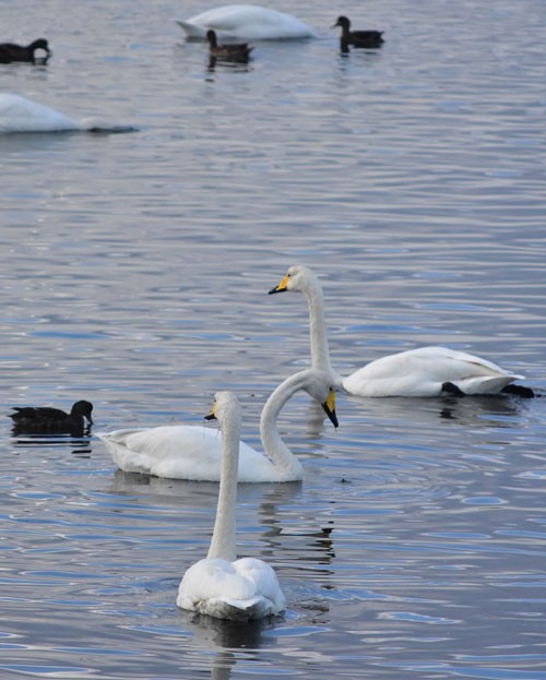 オオハクチョウ3度目調査(2019-11-19)