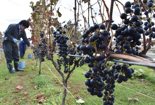 醸造用ブドウ 出来上々(2019-10-23)