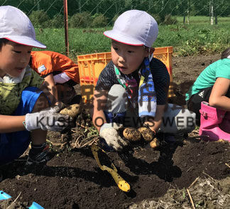 大きく育ったよ！　児童らジャガイモ収穫(2019-09-24)