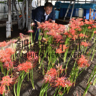 ヒガンバナ彼岸を前に花盛り(2019-09-17)