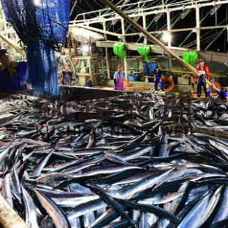 サンマ水揚げ今季最多も　さんま祭り縮小(2019-09-19)