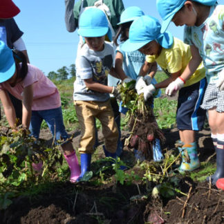 園児ら収穫に挑戦(2019-09-12)