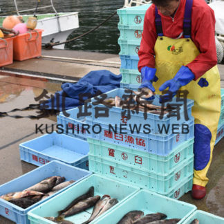 ホッケの選別作業で活気(2019-09-17)