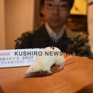 国内初、トガリネズミのアルビノ(2020-01-10)