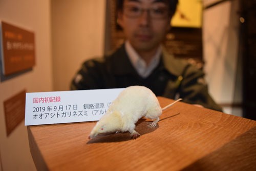 国内初、トガリネズミのアルビノ(2020-01-10)