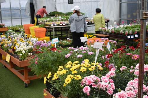 今シーズンの営業開始 パープル園芸(2019-05-09)