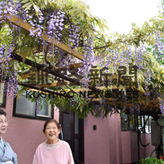 藤棚が満開で、花の見ごろ 千歳町の田中さん宅(2019-06-25)