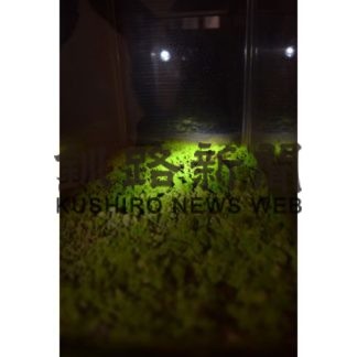 幻想的なヒカリゴケ特別展(2019-05-05)