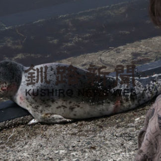 ゴマフアザラシ発見(2019-05-03)