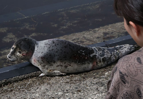 ゴマフアザラシ発見(2019-05-03)
