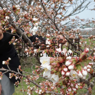 ８年連続「日本一遅い」開花　根室(2019-05-10)