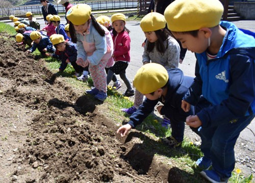 キクイモ堀りとキンレンカ種植え(2019-05-21)_1