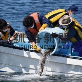 稚エビ１万６０００匹放流(2020-09-02)