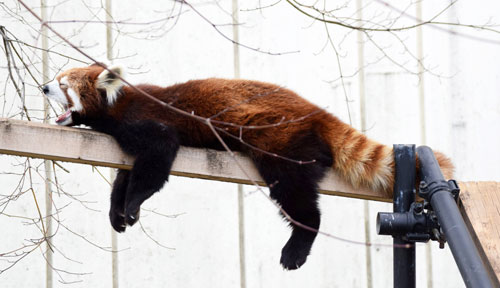 春の日差しにほのぼの_3(2021-04-24)