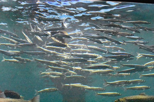 ニシンの群れ悠々 サーモン科学館、今年も展示(2021-04-25)