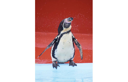 春の日差しにほのぼの_5(2021-04-24)