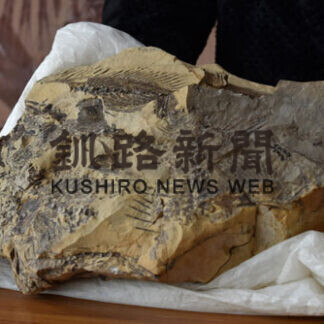 羅臼で世界初の魚類化石　シロカサゴ亜科の新種_1(2021-04-24)