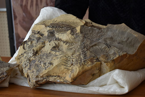 羅臼で世界初の魚類化石 シロカサゴ亜科の新種_1(2021-04-24)