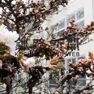 根室振興局で早咲き千島桜開花(2021-04-30)