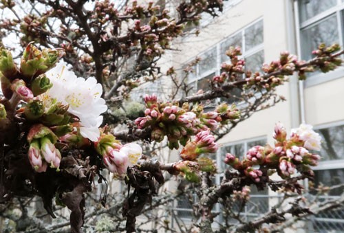 根室振興局で早咲き千島桜開花(2021-04-30)