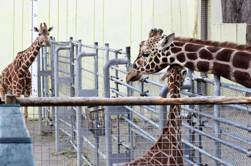 春の日差しにほのぼの_4(2021-04-24)