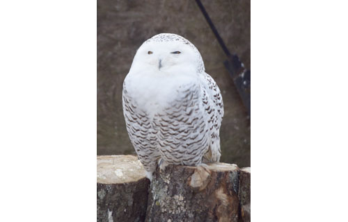 春の日差しにほのぼの_6(2021-04-24)