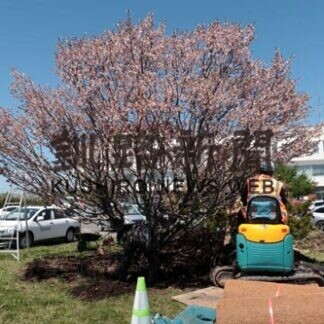 新庁舎のシンボルへ　根室市役所で樹木移植準備作業(2021-05-21)