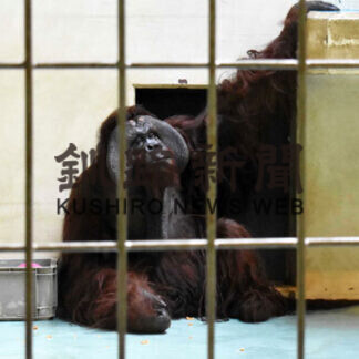 弟路郎２１年ぶり登場　釧路市動物園(2021-05-31)