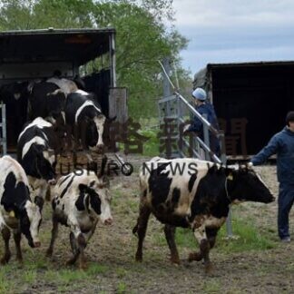 育成牛350頭入牧　市営の新野牧場(2021-05-25)