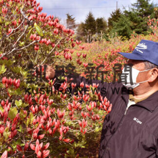 根室で日本一遅い ツツジの便り(2021-05-30)