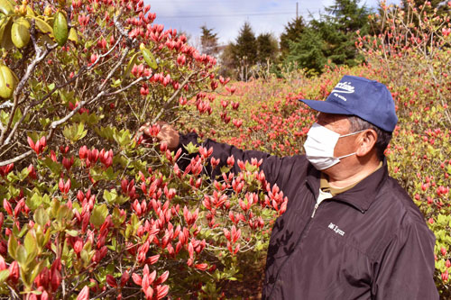 根室で日本一遅い ツツジの便り(2021-05-30)