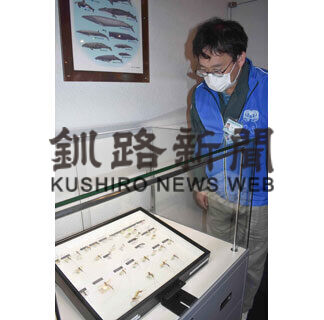 寄生蜂標本を展示　釧路市立博物館(2021-05-28)