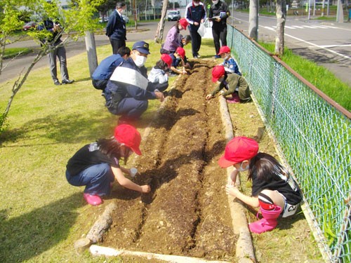 ヒマワリに交通事故根絶願う、音別小花壇に種まき(2021-05-27)