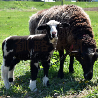 白糠の林牧場で「牛柄」子羊誕生(2021-05-30)