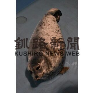 ２日連続でアザラシ保護(2021-05-25)