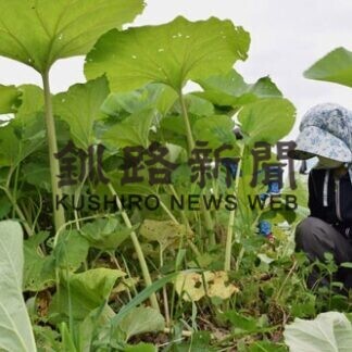 音別フキ 今期初収穫 地域団体150㌔刈り取り(2021-05-25)