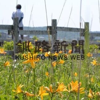 エゾカンゾウ見ごろ(2021-06-29)