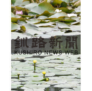 ネムロコウホネ、初夏彩る(2021-06-06)