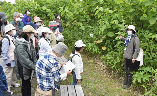 初夏の草花、学芸員解説 春採湖畔で観察会(2021-06-22)