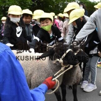 昭和小に羊２頭到着　３カ月間の飼育スタート、命の大切さ学ぶ(2021-06-24)