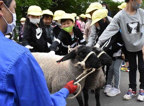 昭和小に羊2頭到着 3カ月間の飼育スタート、命の大切さ学ぶ(2021-06-24)