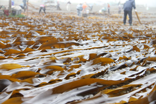 コンブ干さずに出荷 来月から試験操業(2021-06-25)